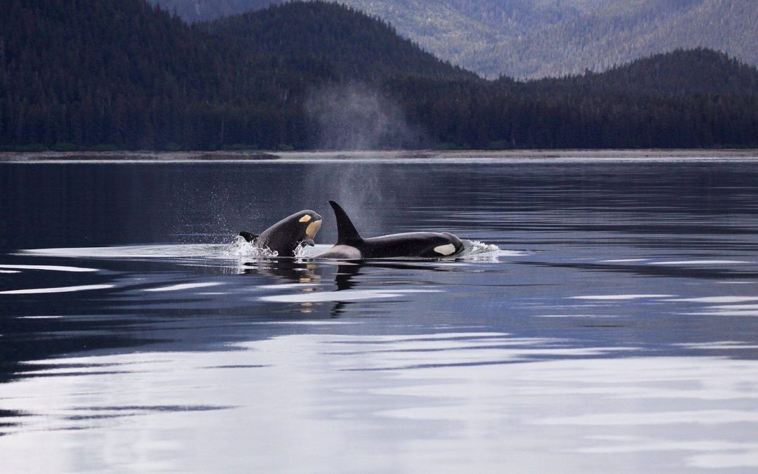 The Southern Resident Killer Whale population is in trouble, serious trouble.