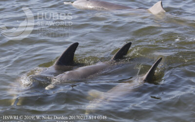 Just how many dolphins live in the Indian River Lagoon? It would take a small village to find out.