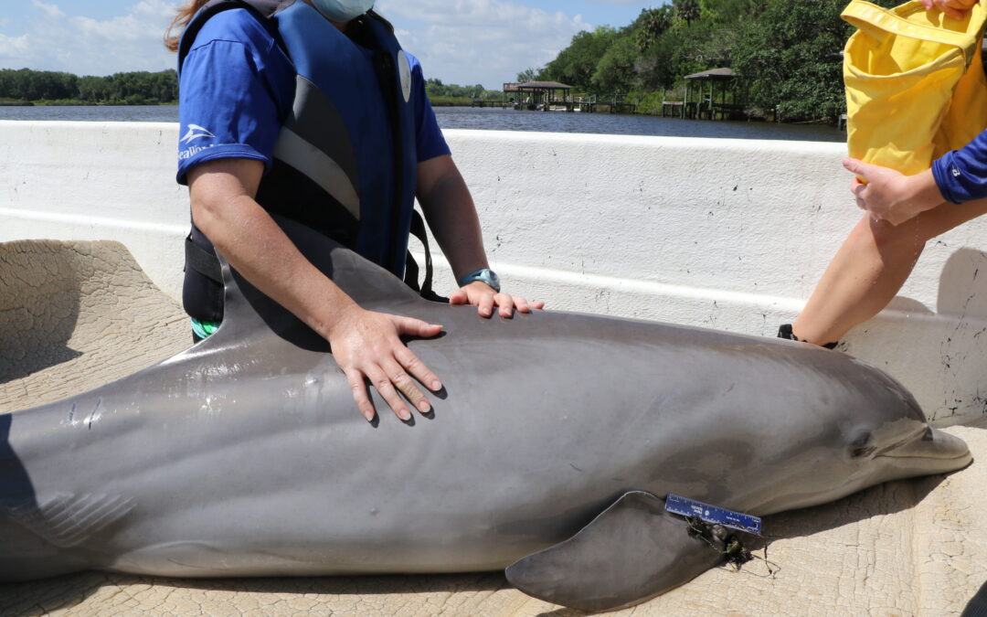 New Smyrna Beach FL, Dolphin Rescue. May 2021