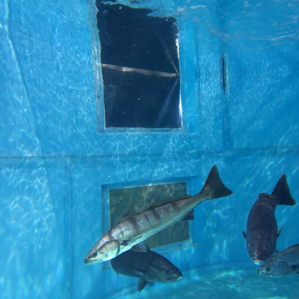 Study Shows Hatchery Contribution to White Seabass