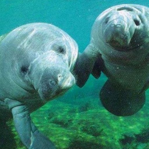 Manatees & Dolphins’ Diminishing Numbers