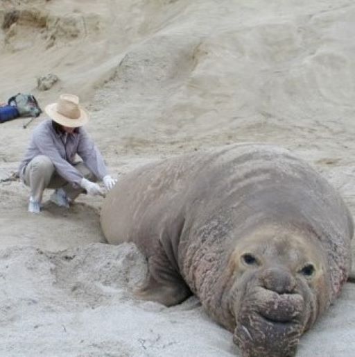 Elephant seal recovery