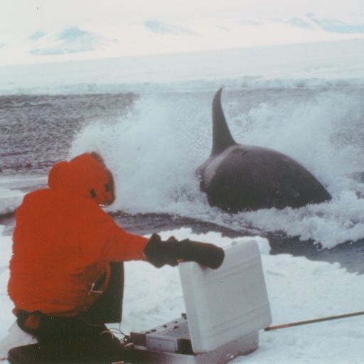 First recording of killer whale calls in Antarctica