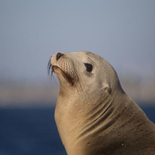 Effects of El Niño on California sea lions