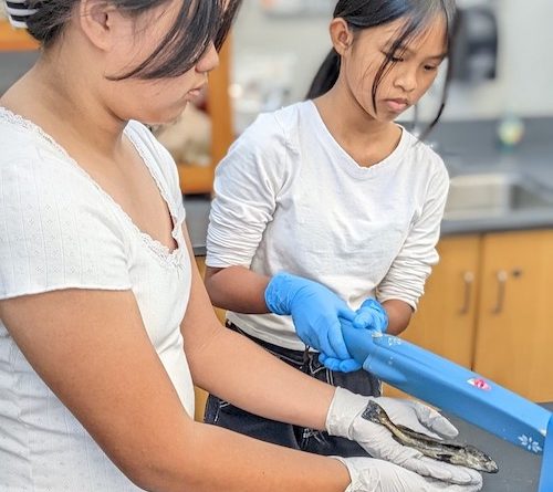 SD Metro – High school students get their hands on 40 white seabass in unique science program