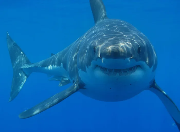Surfer – Shark And Human Encounters Are Up … But Don’t Freak Out