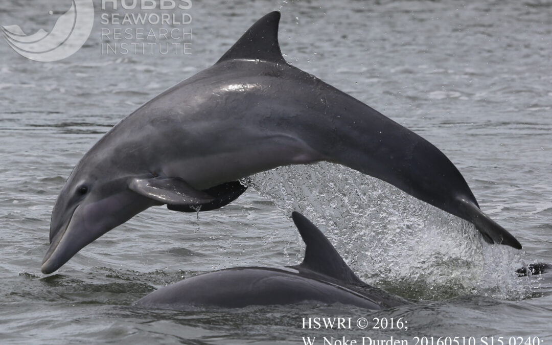 Florida Today — ‘A really big problem’: Here’s what’s killing dolphins in Indian River Lagoon 