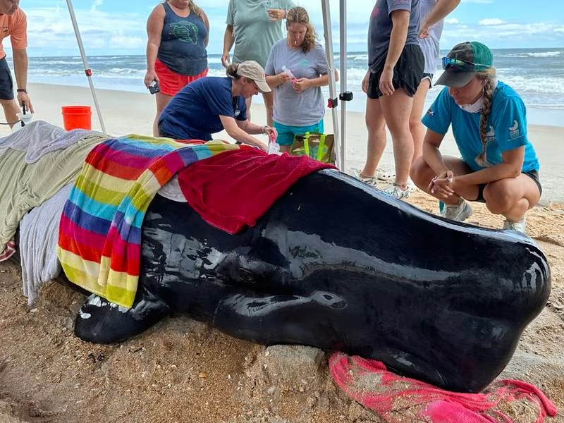 WFTV 9 – Newborn sperm whale calf strands on beach near Marineland