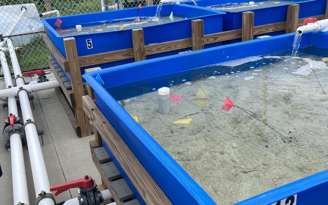 Spectrum News 13 – Brevard Zoo hoping seagrass nursery helps restore Indian River Lagoon