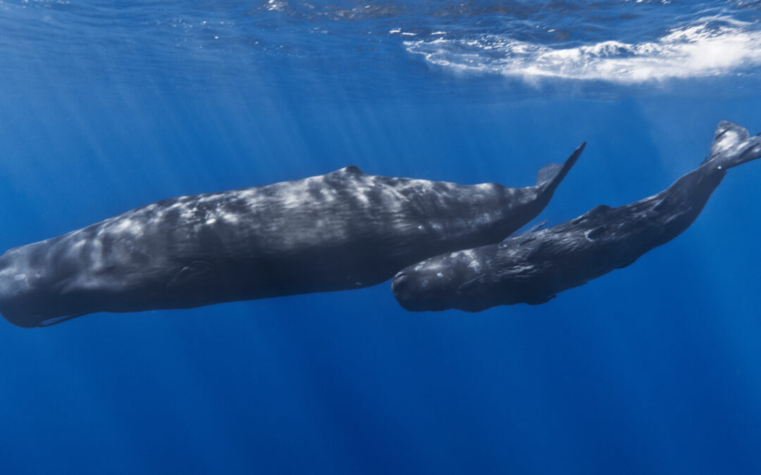 Newsweek — Whale Calf Euthanized After Stranding on Florida Beach