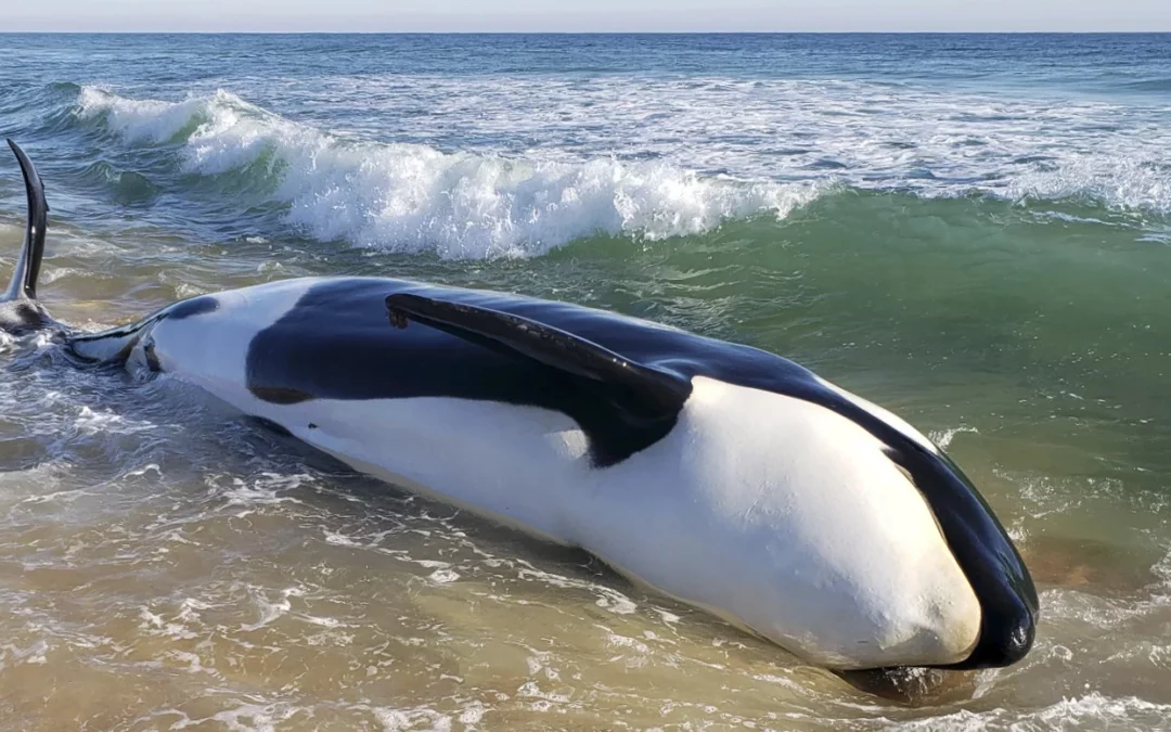 NPR – First orca whale to be stranded in southeast U.S. in decades showed signs of illness